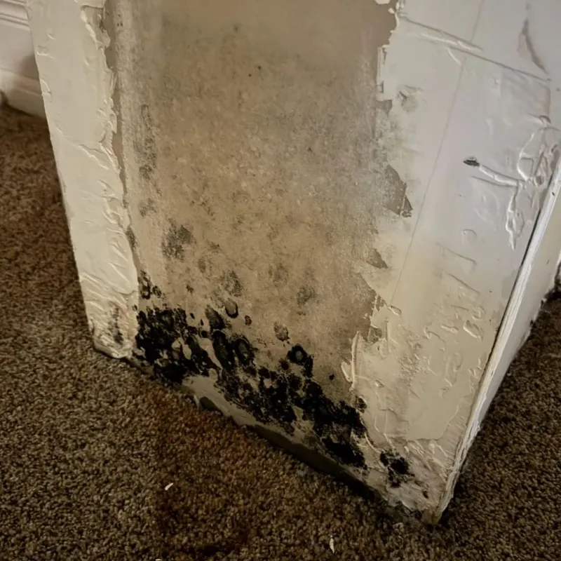 Professional Mold Removal in Woodbridge, CT
